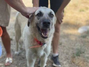 Adotta un cane, maschio, 5 anni e 9 mesi, Frosinone
