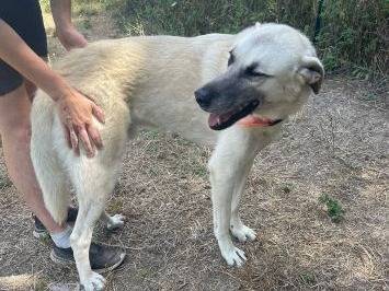 Adotta un cane, taglia grande, maschio, Frosinone