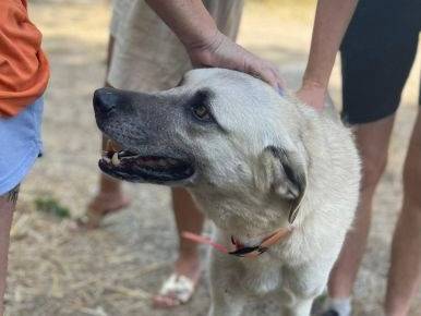 Vuoi adottare un cane a Frosinone?