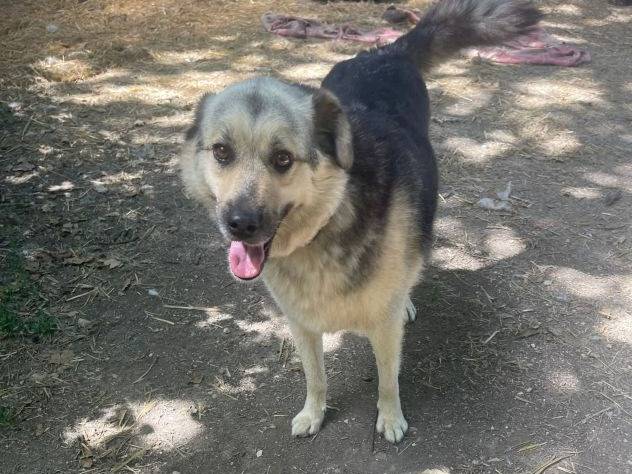 Adozione cane, maschio, Razza sconosciuta Razza sconosciuta, 5 anni e 9 mesi, taglia media, Frosinone