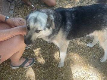 Adotta un cane, maschio, 5 anni e 9 mesi, Frosinone