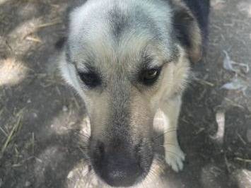 Adotta un cane, taglia media, maschio, Frosinone