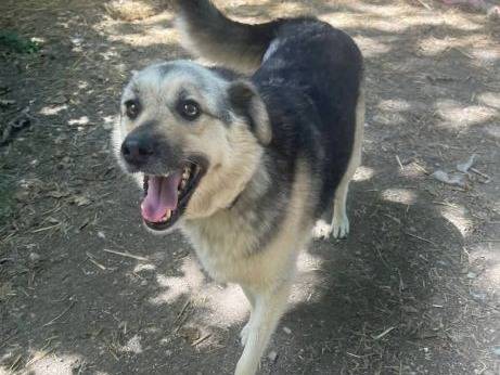 Vuoi adottare un cane a Frosinone?