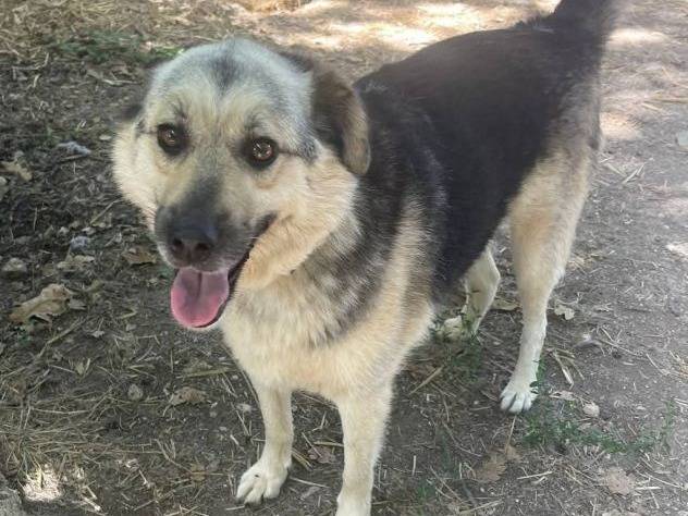 Adotta il cane Thomas a Frosinone
