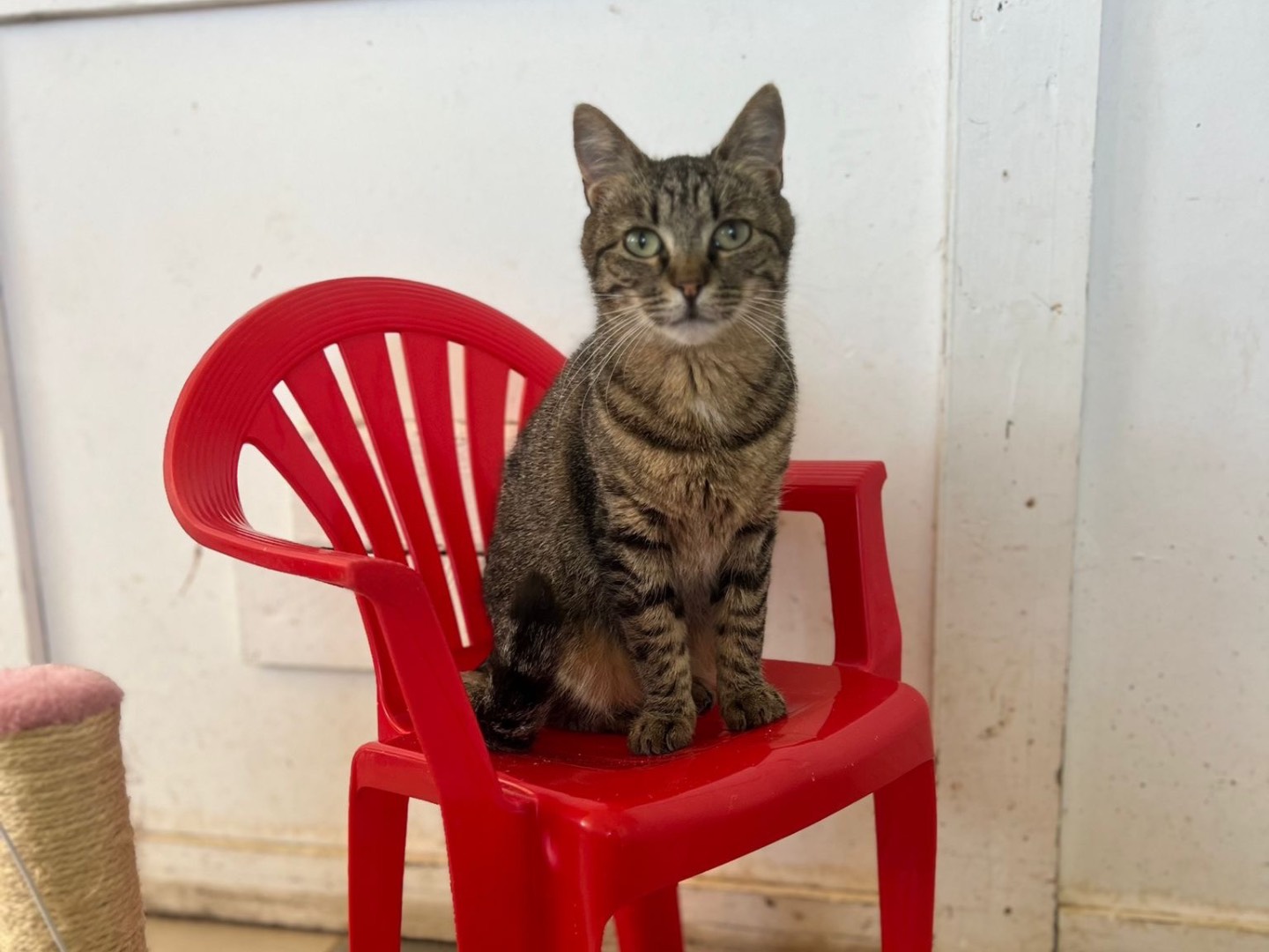 Vuoi adottare un gatto a Bari?