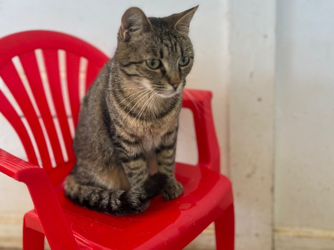 Adotta il gatto Luna a Bari