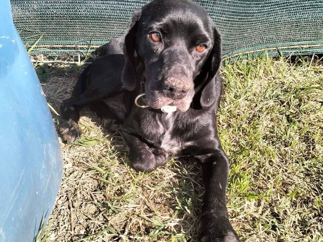 Adozione cane, maschio, Razza sconosciuta Razza sconosciuta, 4 anni e 9 mesi, taglia media contenuta, Frosinone