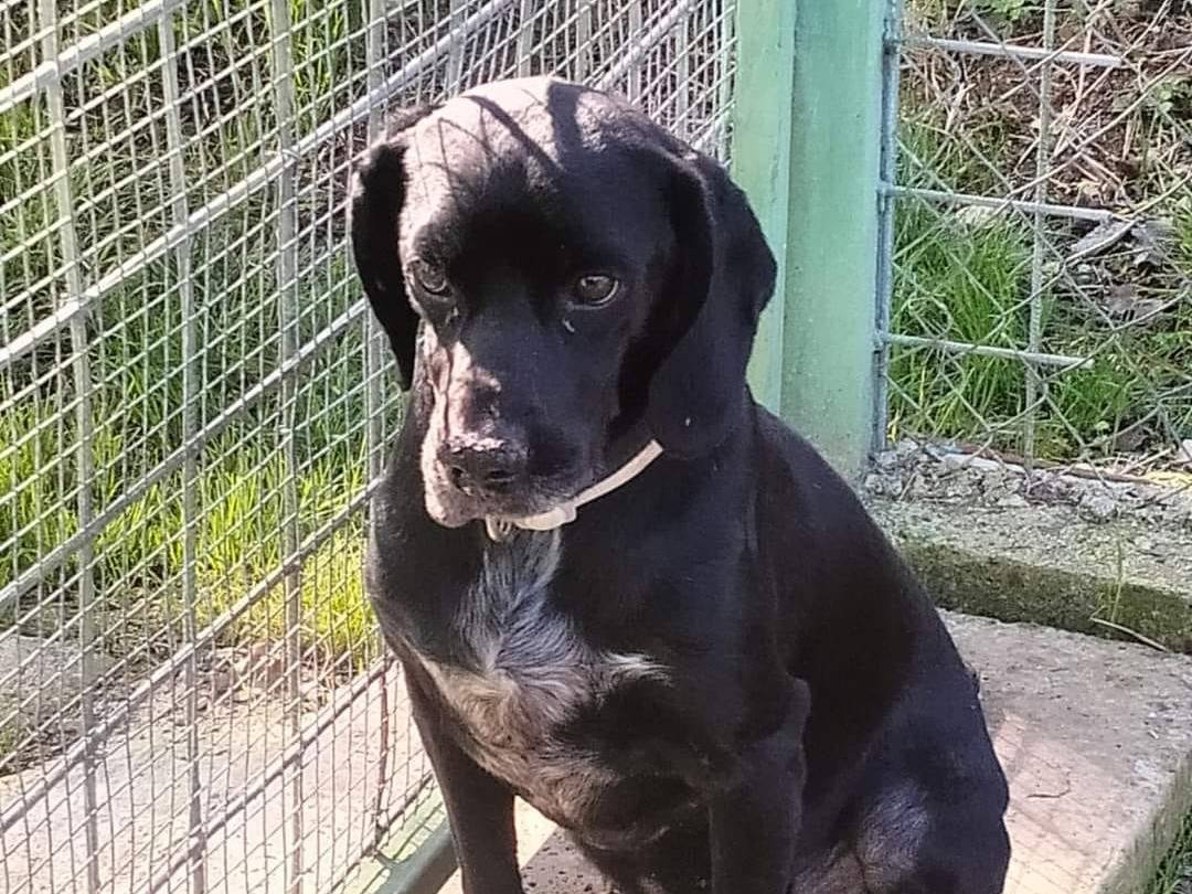 Adotta un cane, maschio, 4 anni e 9 mesi, Frosinone
