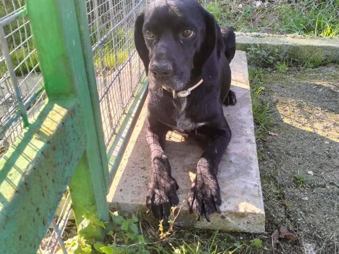 Vuoi adottare un cane a Frosinone?