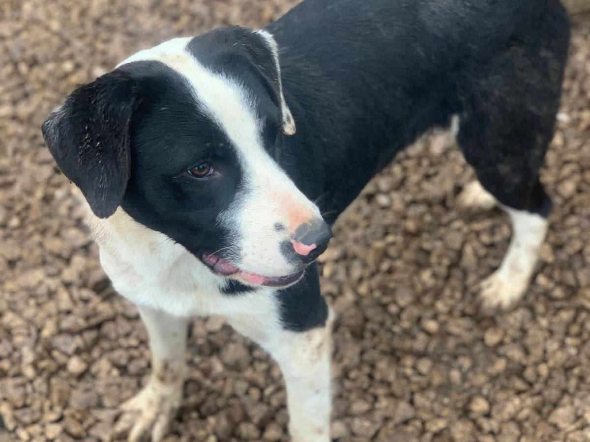 Vuoi adottare un cane a Frosinone?