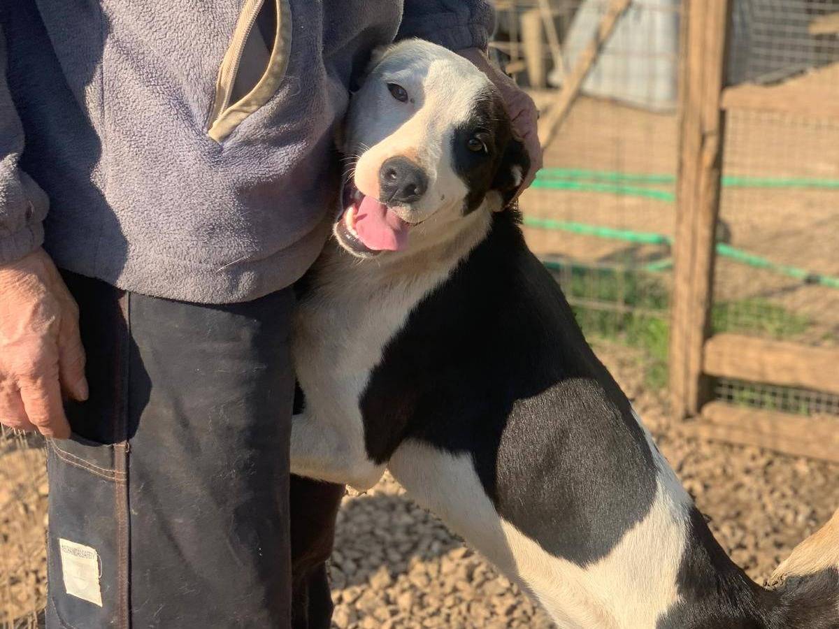 Adozione cane, femmina, Pitbull Border Collie, 1 anno e 8 mesi, taglia media contenuta, Frosinone