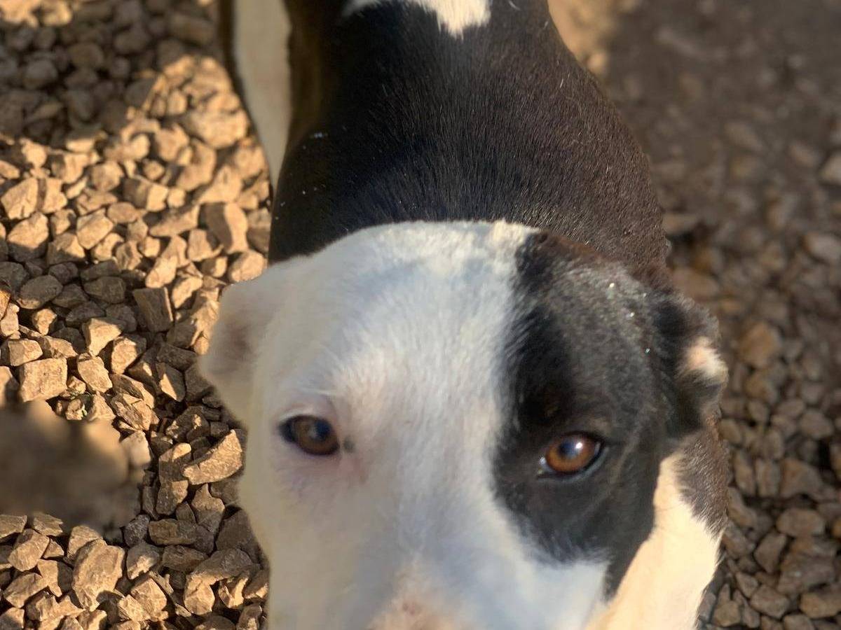 Adotta un cane, femmina, 1 anno e 8 mesi, Frosinone