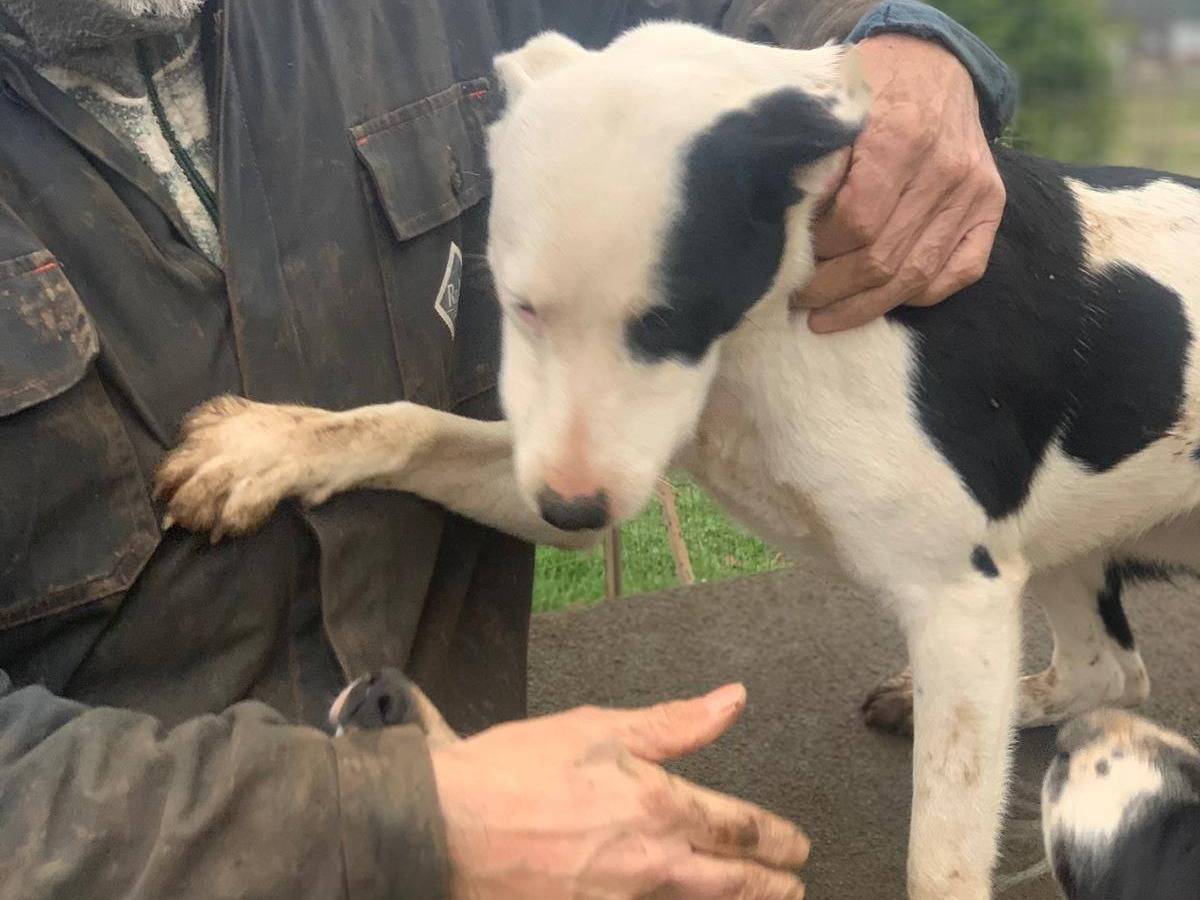 Adotta il cane Gypsy a Frosinone