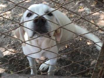 Adozione cane, femmina, Labrador Retriever Razza sconosciuta, 7 mesi, taglia media, Frosinone