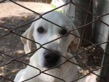 Adotta un cane, femmina, 7 mesi, Frosinone