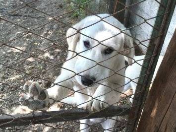 Vuoi adottare un cane a Frosinone?