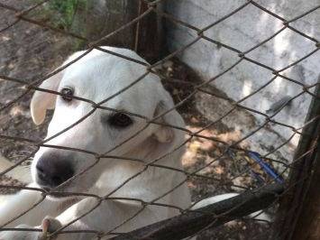 Adotta il cane Bea a Frosinone