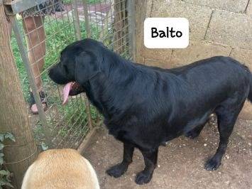 Foto 3 dell'animale