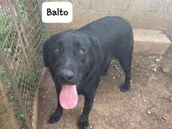 Adotta il cane Balto a Frosinone
