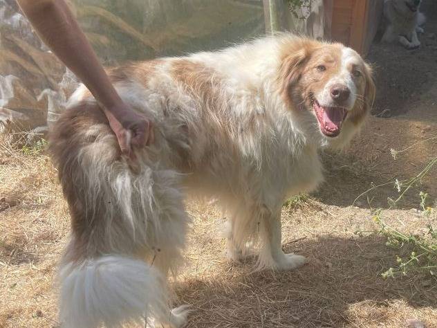 Adozione cane, femmina, Razza sconosciuta Razza sconosciuta, 6 anni e 9 mesi, taglia grande, Frosinone