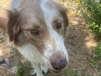 Adotta un cane, femmina, 6 anni e 9 mesi, Frosinone