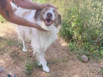 Adotta un cane, taglia grande, femmina, Frosinone