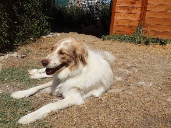 Vuoi adottare un cane a Frosinone?