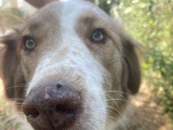 Adotta il cane Dotty  a Frosinone