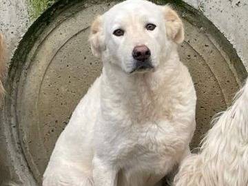 Adozione cane, femmina, Razza sconosciuta Razza sconosciuta, 6 anni e 8 mesi, taglia media, Frosinone