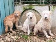 Adotta un cane, femmina, 6 anni e 8 mesi, Frosinone