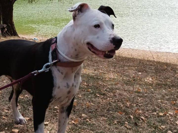 Vuoi adottare un cane a Latina?
