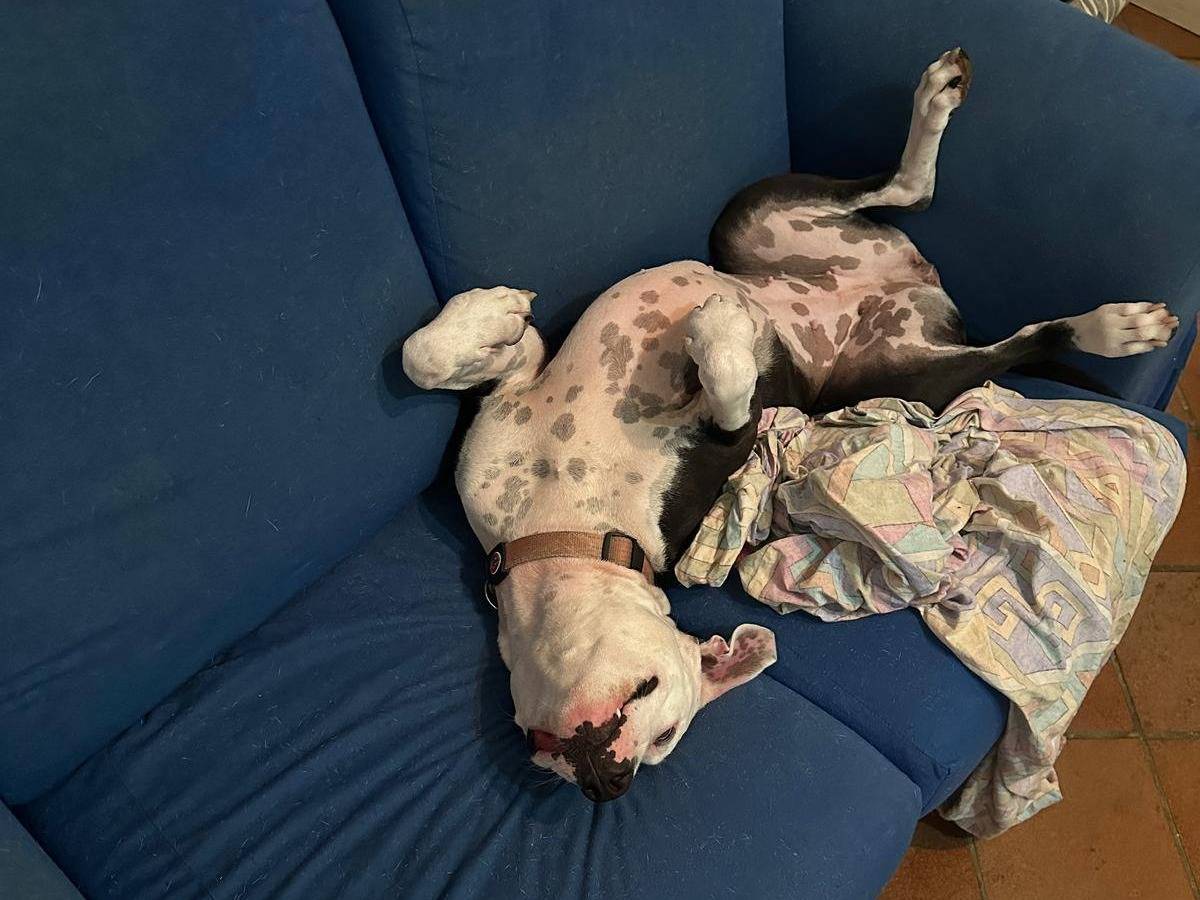 Adotta il cane Kira a Latina