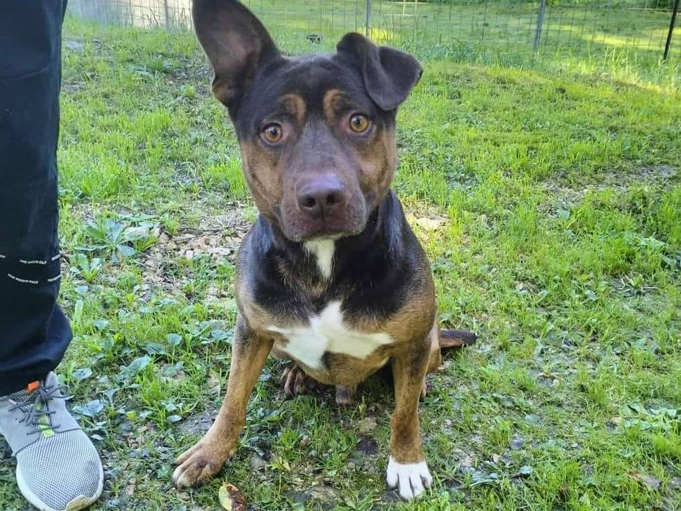 Adozione cane, maschio, Amstaff Pitbull, 4 anni e 9 mesi, taglia media, Frosinone