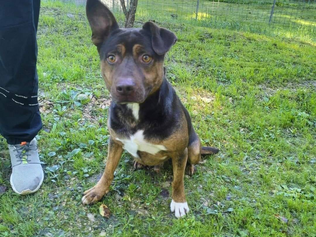 Adotta un cane, maschio, 4 anni e 9 mesi, Frosinone