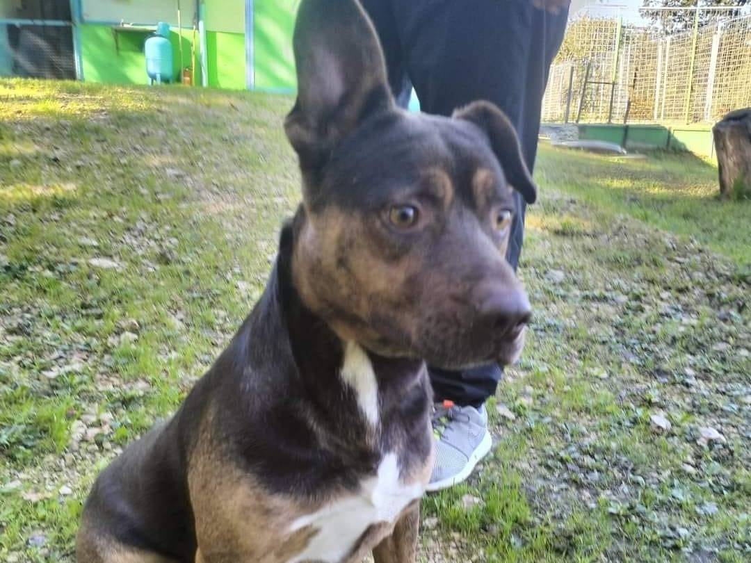 Adotta un cane, taglia media, maschio, Frosinone