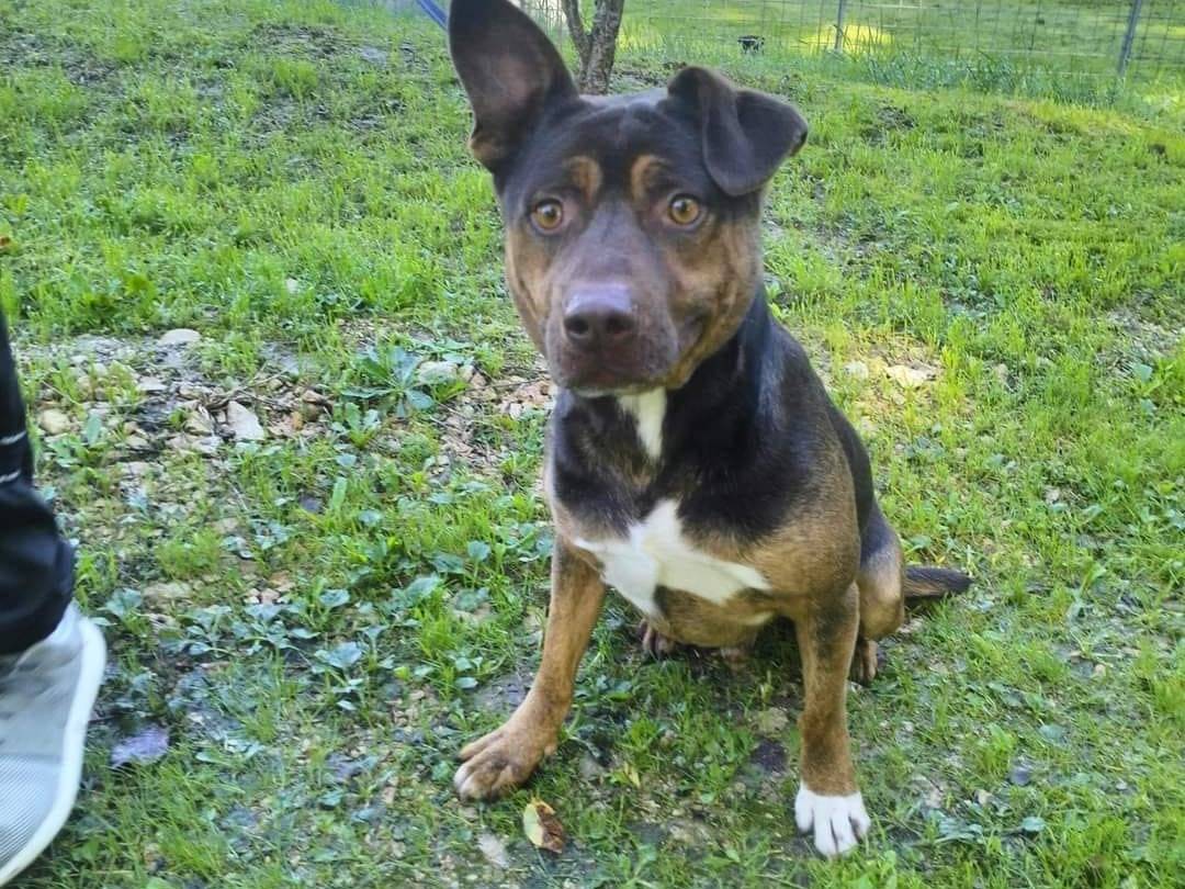 Vuoi adottare un cane a Frosinone?