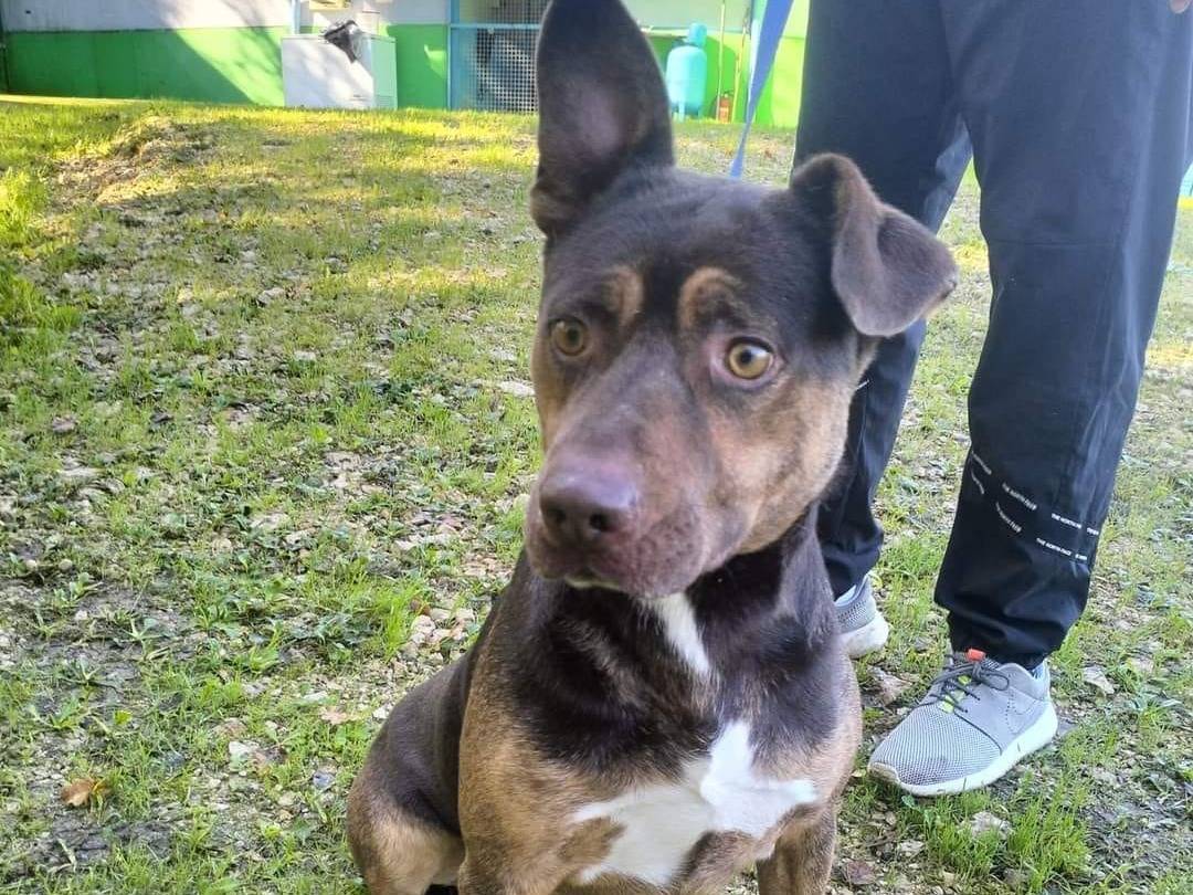 Adotta il cane Odino a Frosinone