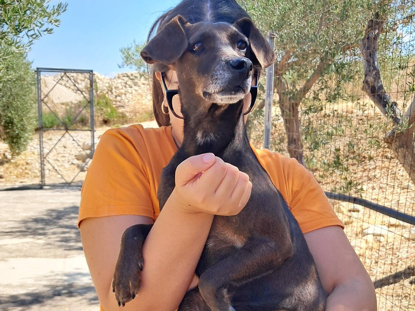 Adozione cane, femmina, Razza sconosciuta Razza sconosciuta, 4 anni e 3 mesi, taglia piccola, Agrigento