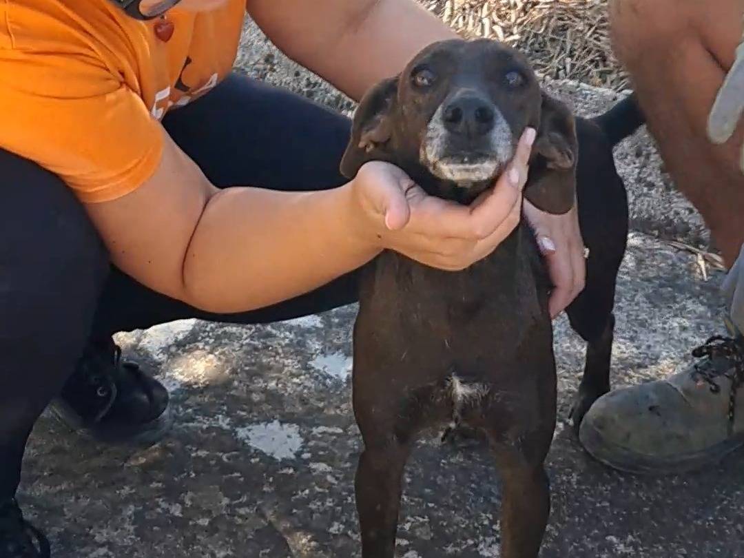 Adotta un cane, femmina, 4 anni e 3 mesi, Agrigento