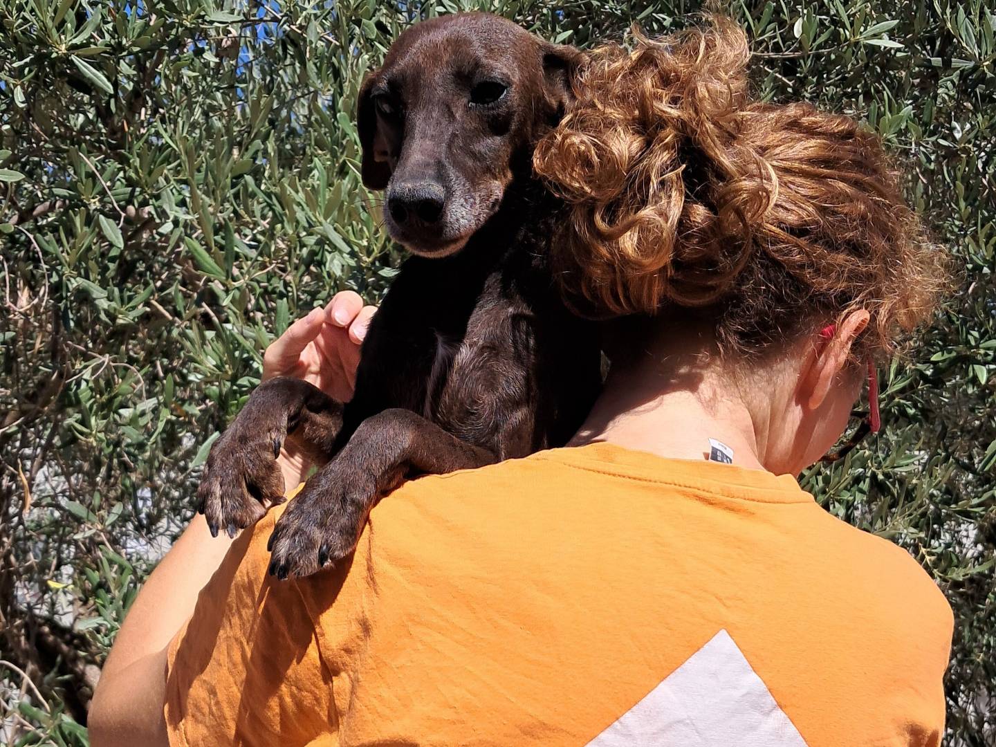 Adotta un cane, taglia piccola, femmina, Agrigento