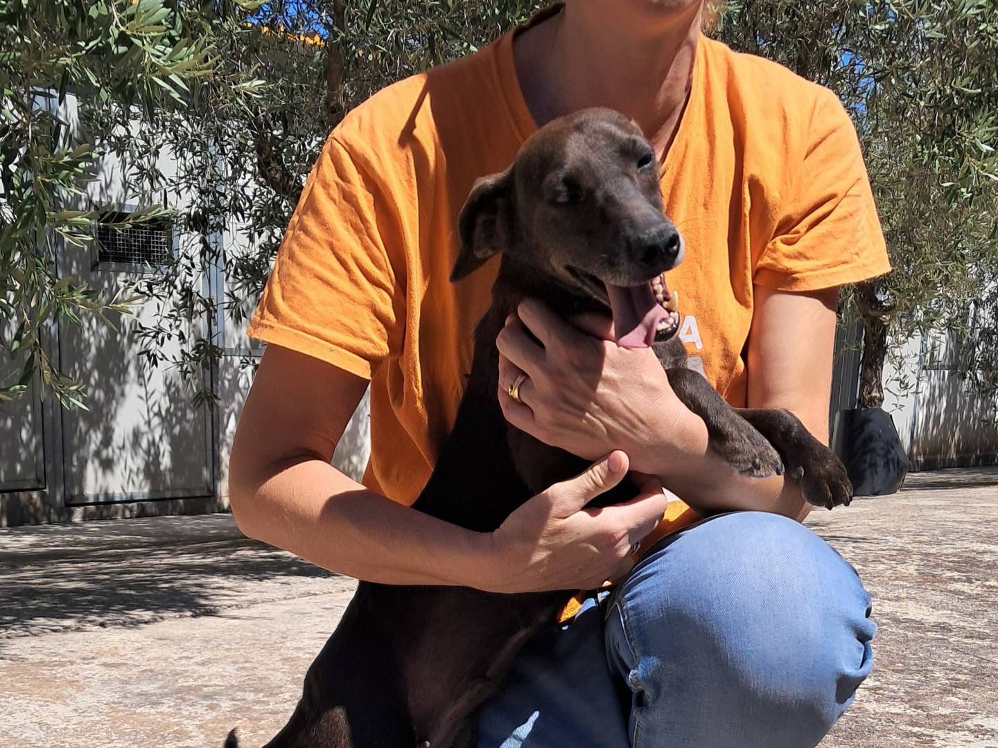Vuoi adottare un cane a Agrigento?