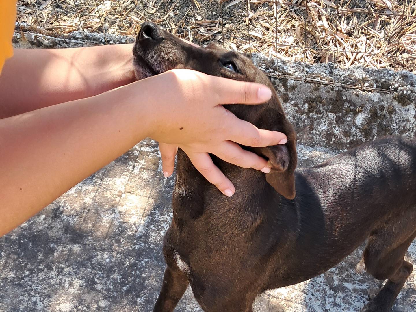 Adotta il cane Mimì a Agrigento
