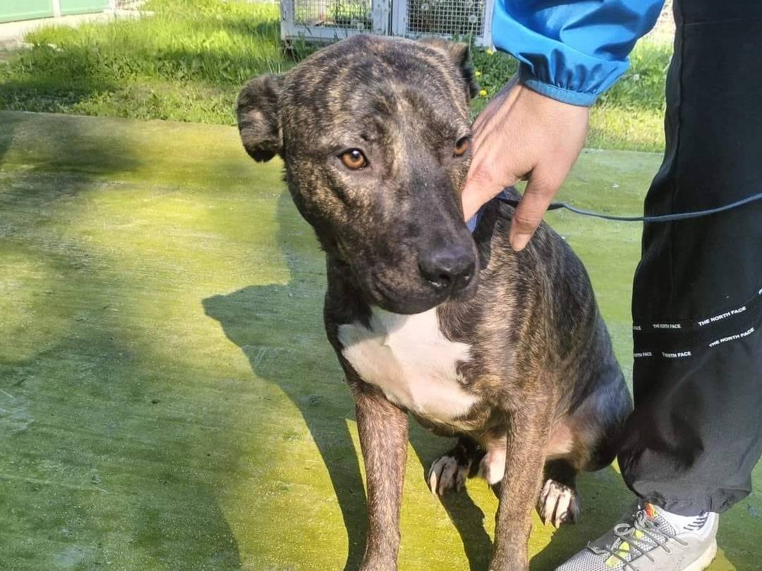 Adotta un cane, maschio, 2 anni e 9 mesi, Frosinone