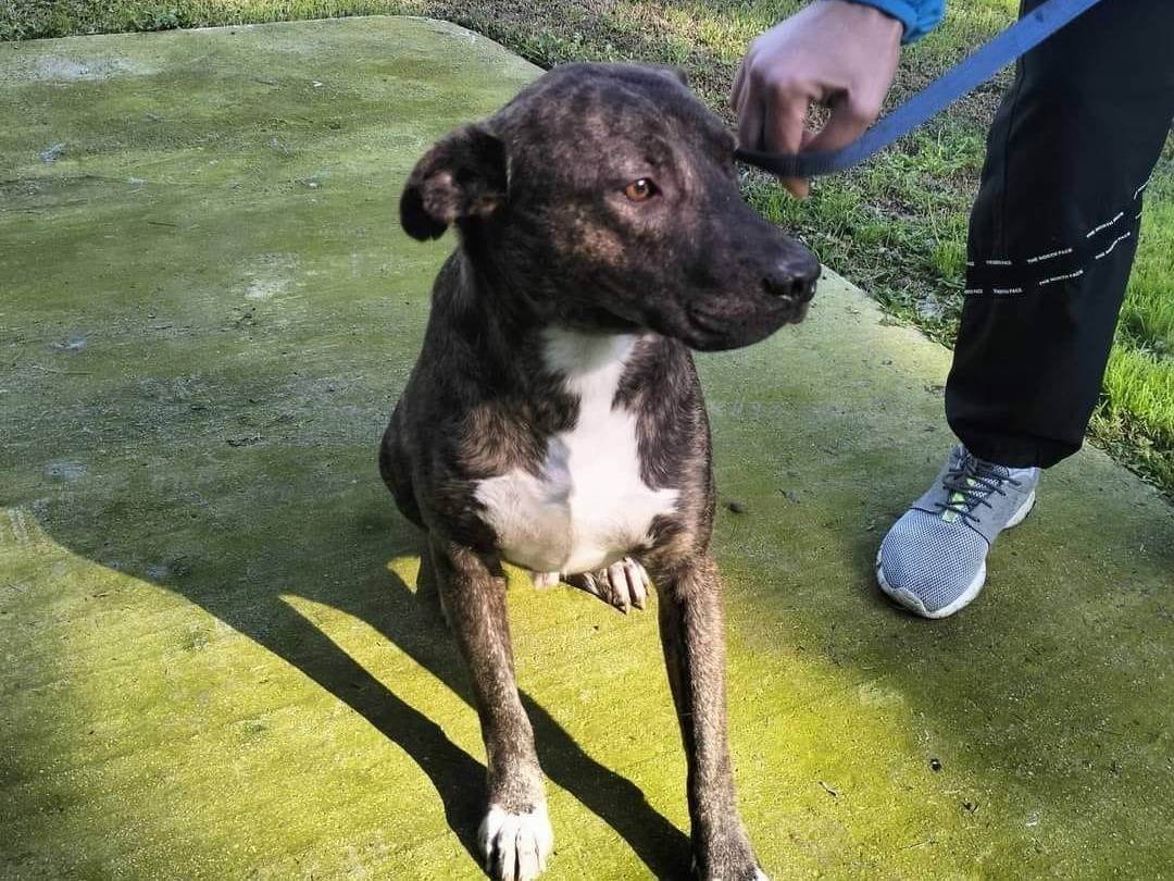 Adotta un cane, taglia media, maschio, Frosinone
