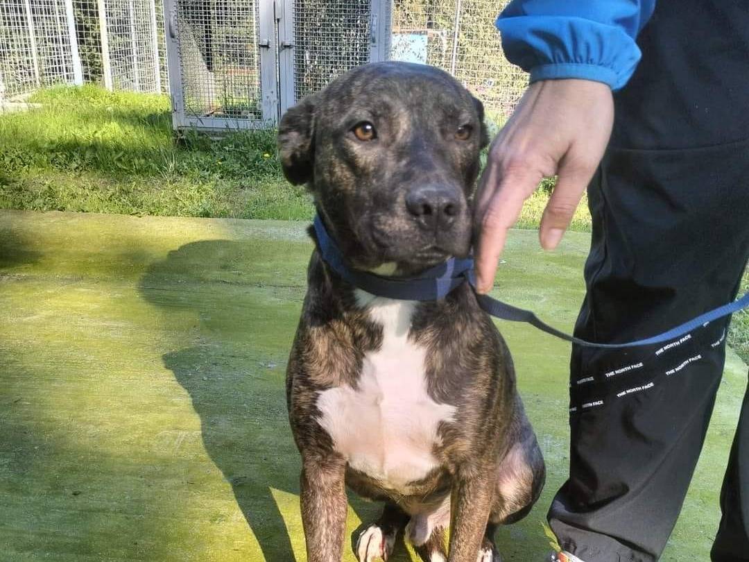 Vuoi adottare un cane a Frosinone?