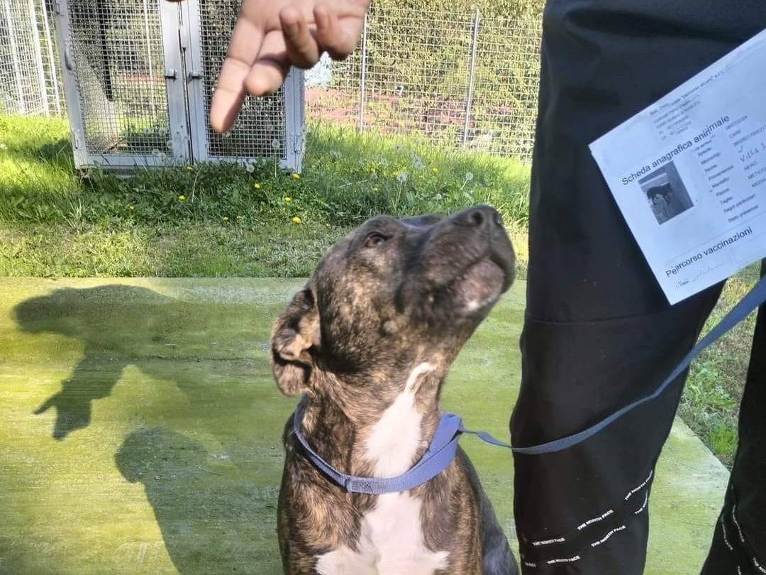 Adotta il cane Apollo a Frosinone