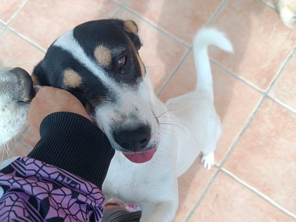 Vuoi adottare un cane a Latina?