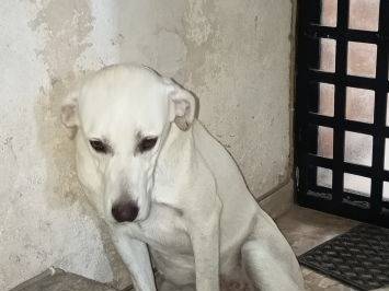 Foto 3 dell'animale