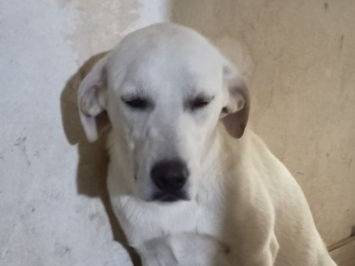 Vuoi adottare un cane a Frosinone?