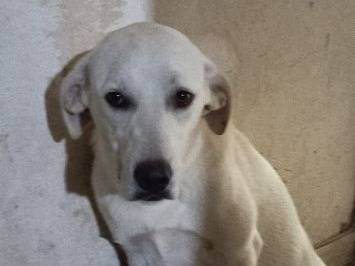 Adotta il cane Dana a Frosinone